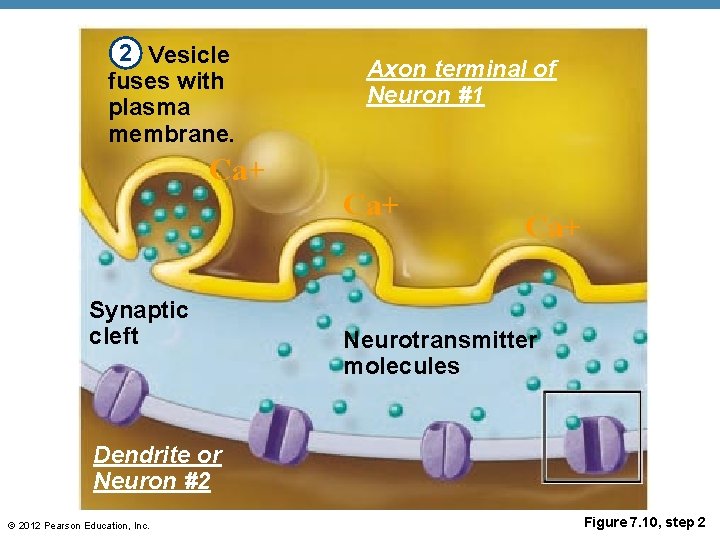 2 Vesicle fuses with plasma membrane. Ca+ Synaptic cleft Axon terminal of Neuron #1