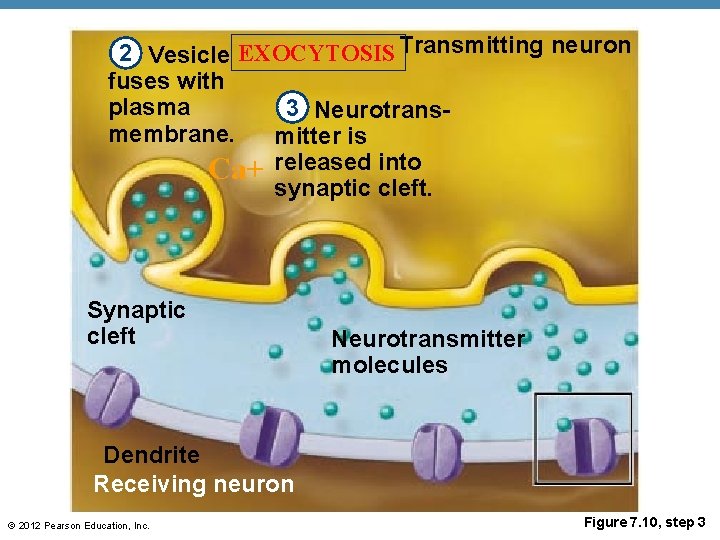 2 Vesicle EXOCYTOSIS Transmitting neuron fuses with plasma 3 Neurotransmembrane. mitter is Ca+ released