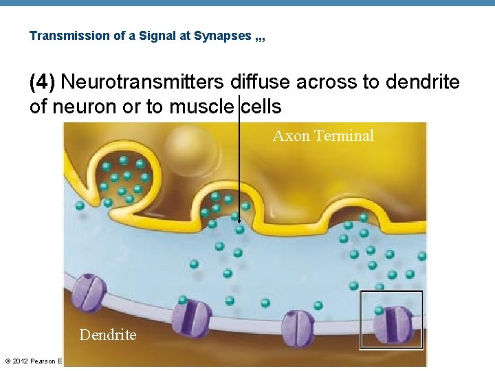 Transmission of a Signal at Synapses , , , (4) Neurotransmitters diffuse across to