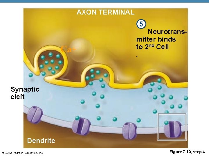 AXON TERMINAL 5 Ca+ Neurotransmitter binds to 2 nd Cell. Synaptic cleft Dendrite ©