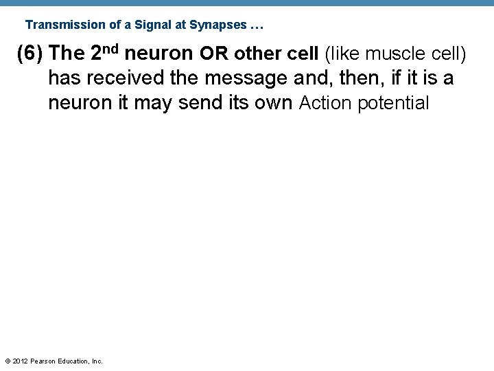 Transmission of a Signal at Synapses … (6) The 2 nd neuron OR other