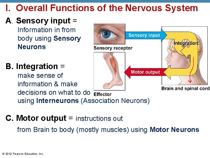 I. Overall Functions of the Nervous System A. Sensory input = Information in from