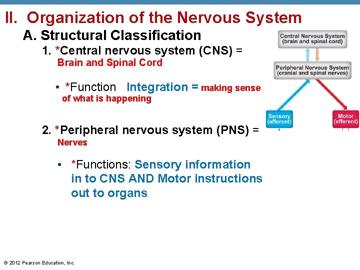 II. Organization of the Nervous System A. Structural Classification 1. *Central nervous system (CNS)