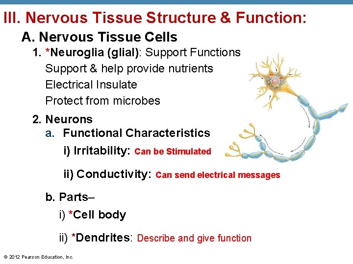 III. Nervous Tissue Structure & Function: A. Nervous Tissue Cells 1. *Neuroglia (glial): Support