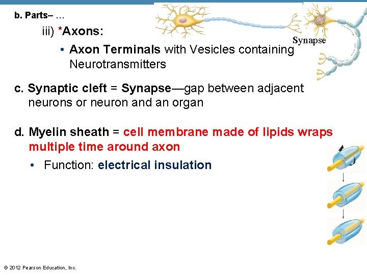 b. Parts– … iii) *Axons: Synapse • Axon Terminals with Vesicles containing Neurotransmitters c.