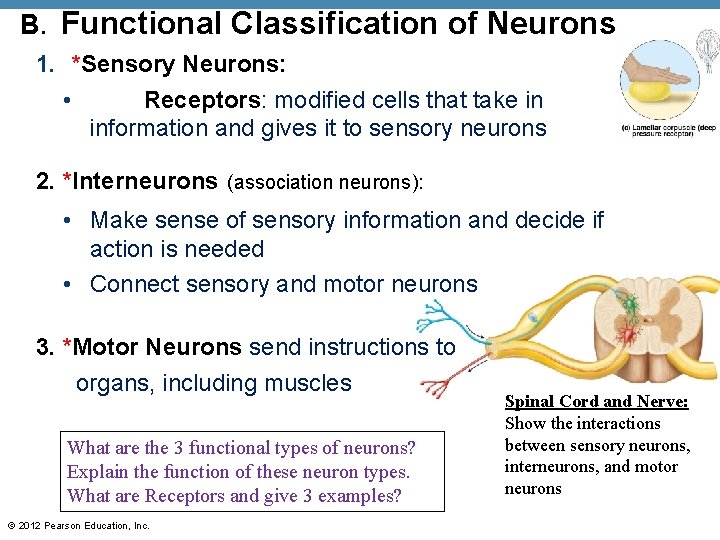 B. Functional Classification of Neurons 1. *Sensory Neurons: • Receptors: modified cells that take