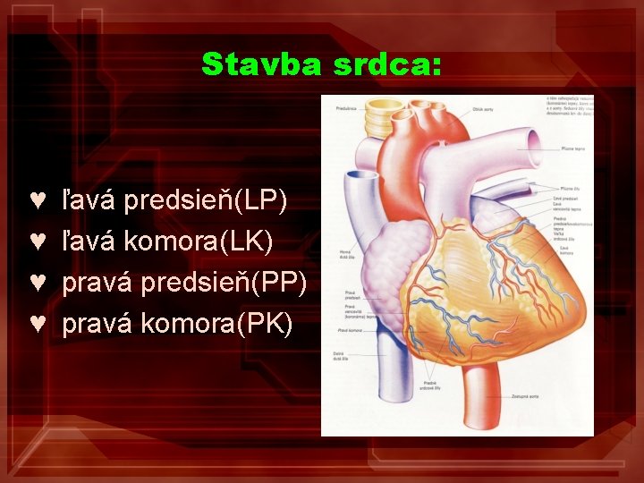 Stavba srdca: ♥ ♥ ľavá predsieň(LP) ľavá komora(LK) pravá predsieň(PP) pravá komora(PK) 