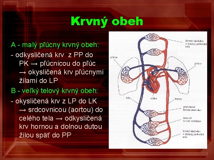 Krvný obeh A - malý pľúcny krvný obeh: - odkysličená krv z PP do