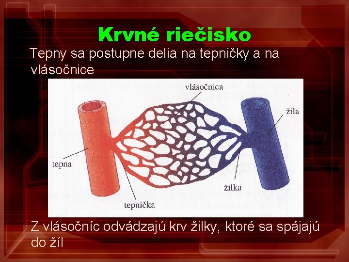 Krvné riečisko Tepny sa postupne delia na tepničky a na vlásočnice Z vlásočníc odvádzajú