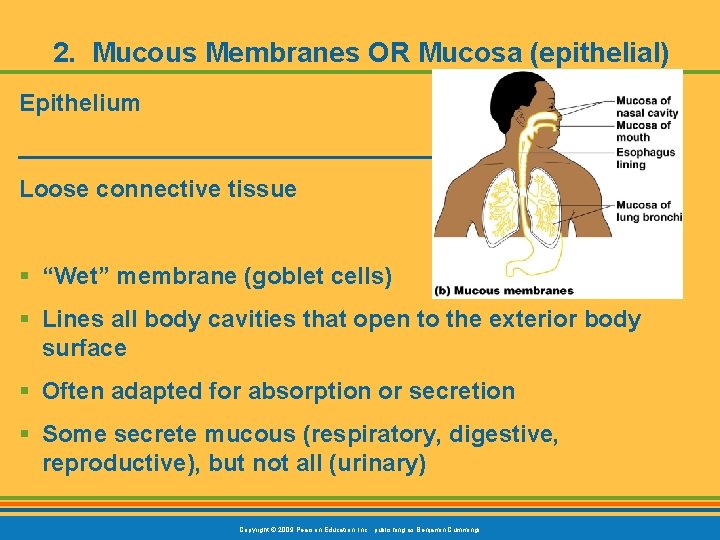 2. Mucous Membranes OR Mucosa (epithelial) Epithelium ___________________ Loose connective tissue § “Wet” membrane
