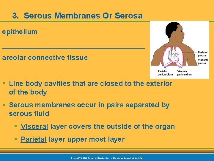 3. Serous Membranes Or Serosa epithelium __________________ areolar connective tissue § Line body cavities