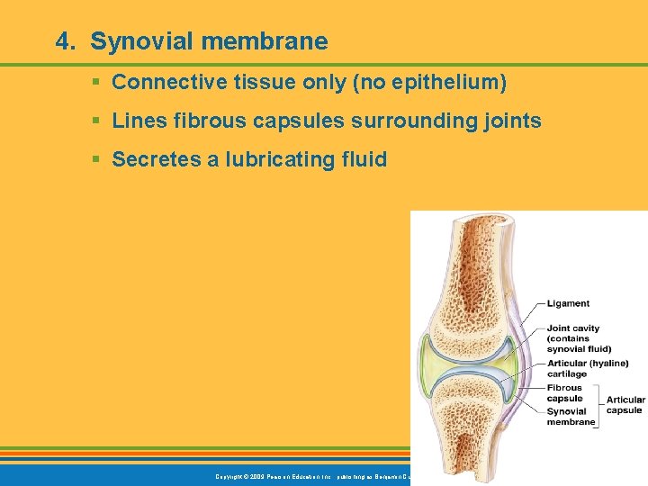 4. Synovial membrane § Connective tissue only (no epithelium) § Lines fibrous capsules surrounding