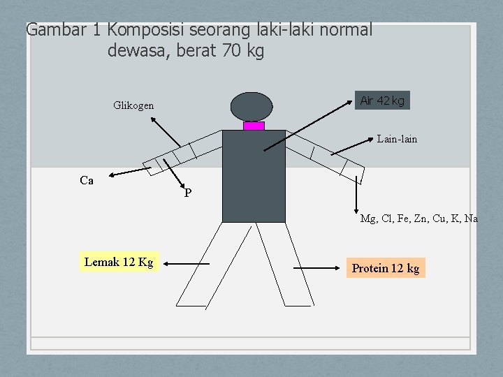 Gambar 1 Komposisi seorang laki-laki normal dewasa, berat 70 kg Air 42 kg Glikogen