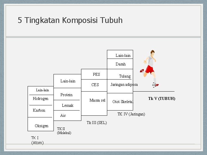 5 Tingkatan Komposisi Tubuh Lain-lain Darah PES Lain-lain CES Tulang Jaringan adiposa Lain-lain Hidrogen