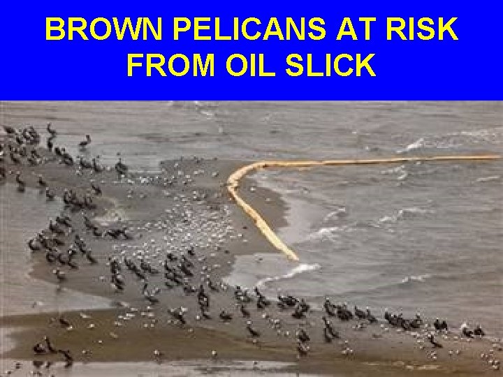 BROWN PELICANS AT RISK FROM OIL SLICK 