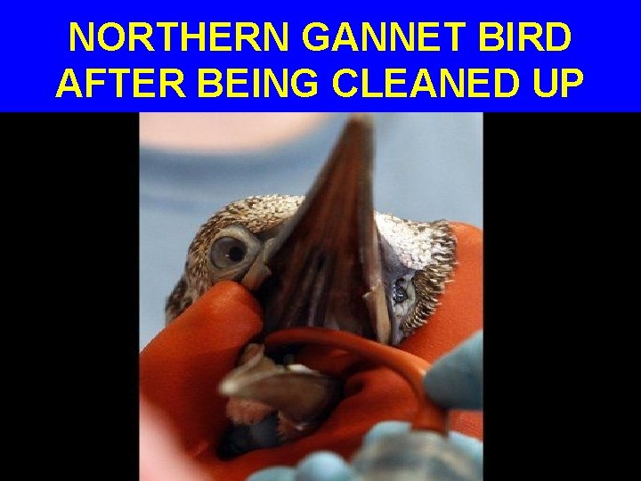 NORTHERN GANNET BIRD AFTER BEING CLEANED UP 