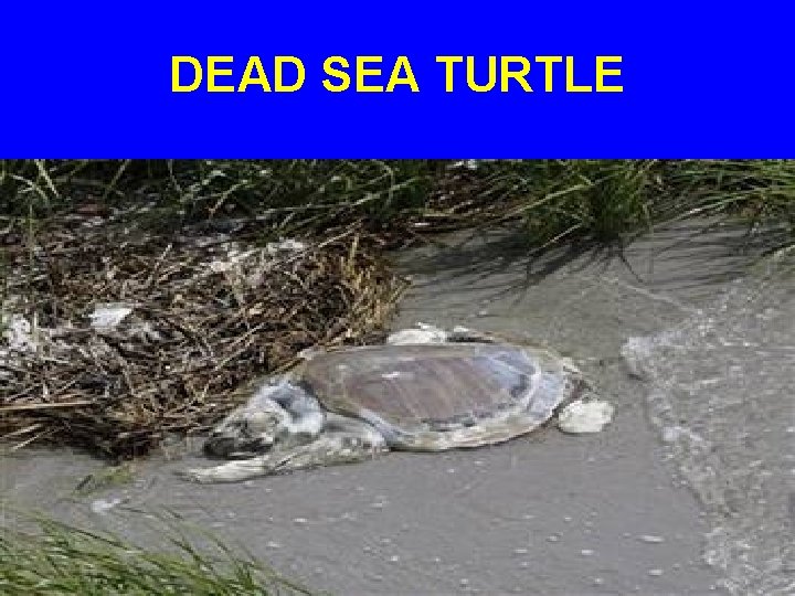 DEAD SEA TURTLE 