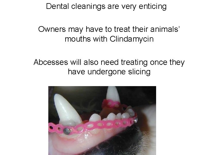 Dental cleanings are very enticing Owners may have to treat their animals’ mouths with