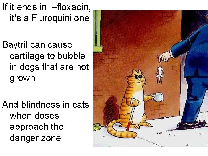 If it ends in –floxacin, it’s a Fluroquinilone Baytril can cause cartilage to bubble