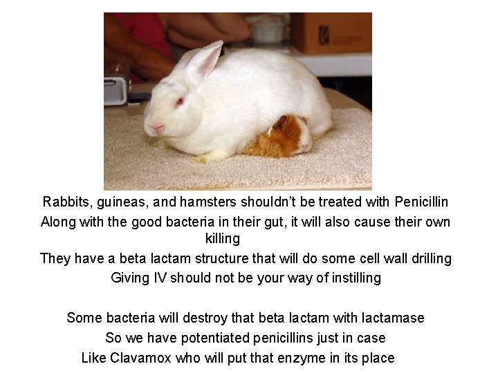 Rabbits, guineas, and hamsters shouldn’t be treated with Penicillin Along with the good bacteria