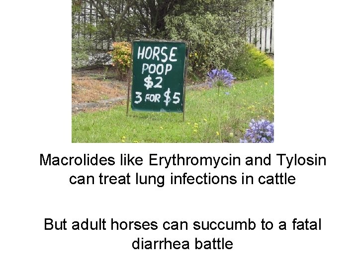 Macrolides like Erythromycin and Tylosin can treat lung infections in cattle But adult horses