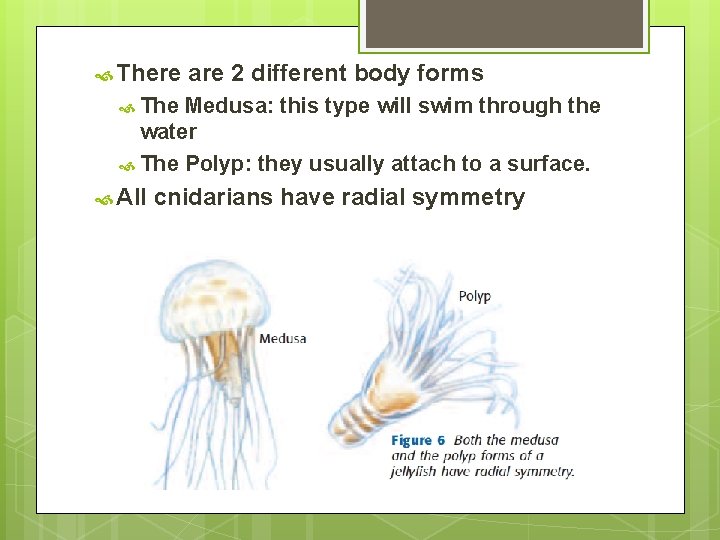  There are 2 different body forms The Medusa: this type will swim through