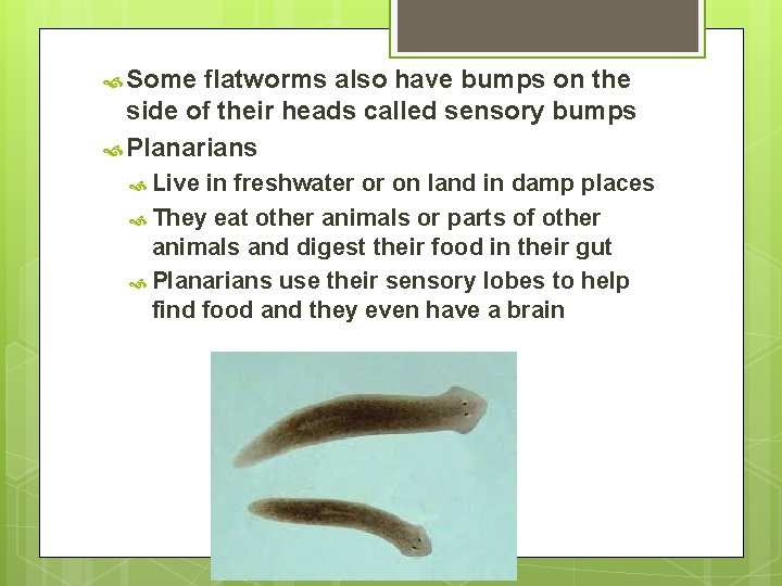  Some flatworms also have bumps on the side of their heads called sensory