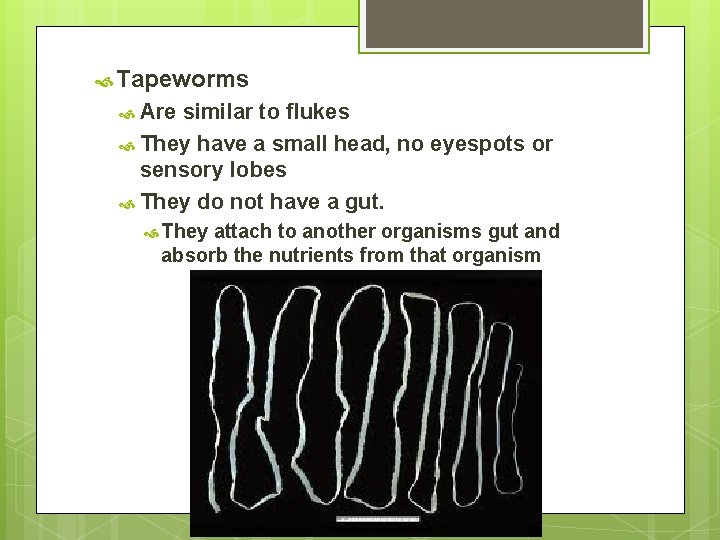 Tapeworms Are similar to flukes They have a small head, no eyespots or