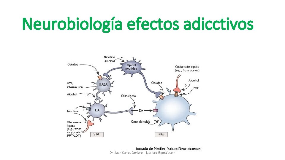 Neurobiología efectos adicctivos Dr. Juan Carlos Gorlero jgorlero@gmail. com 