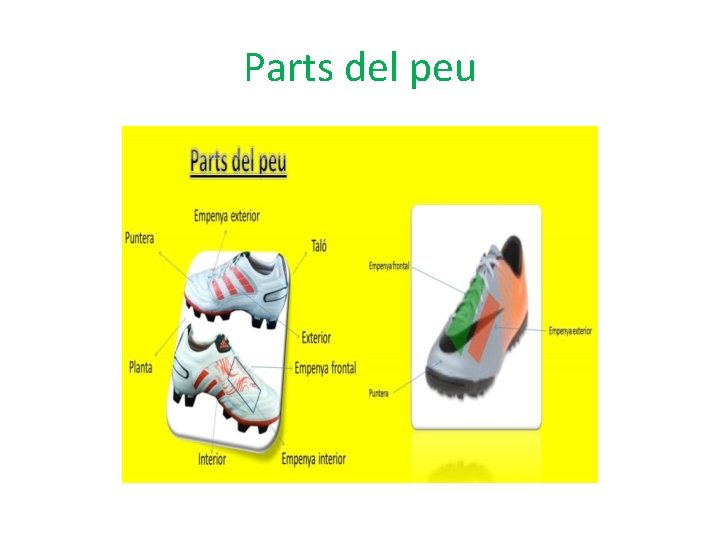 Parts del peu 