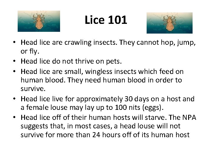 Lice 101 • Head lice are crawling insects. They cannot hop, jump, or fly.