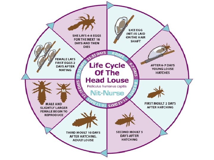 Head Lice Information Marie A Rumsey RN BSN