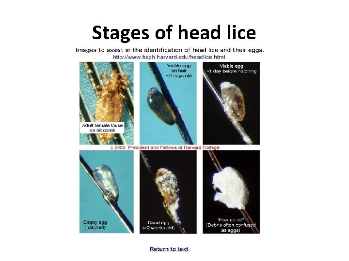 Stages of head lice 