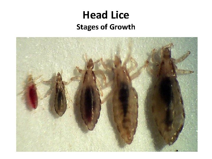 Head Lice Stages of Growth 