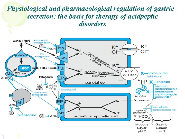 Physiological and pharmacological regulation of gastric secretion: the basis for therapy of acidpeptic disorders