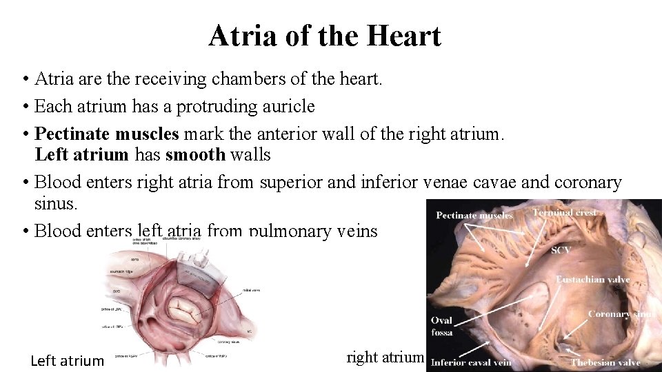 Atria of the Heart • Atria are the receiving chambers of the heart. •