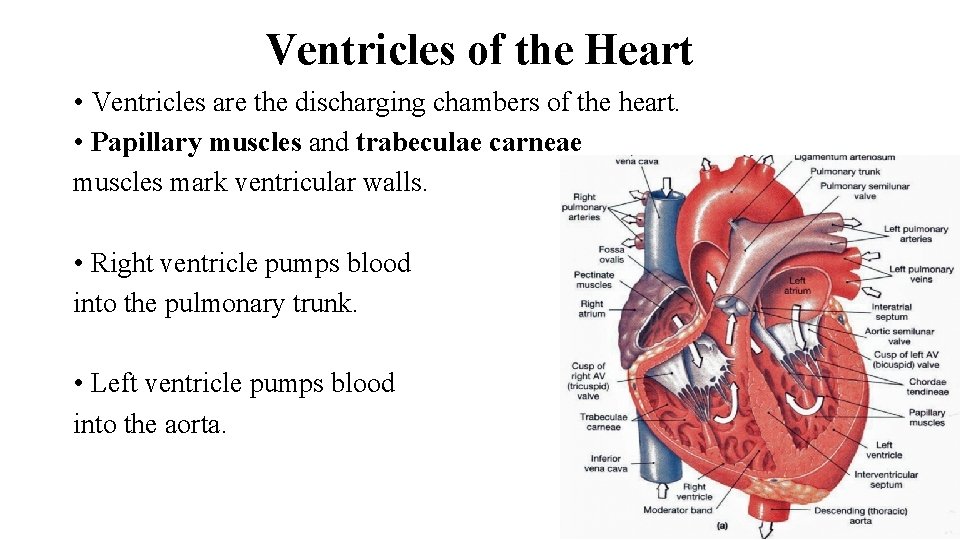 Ventricles of the Heart • Ventricles are the discharging chambers of the heart. •