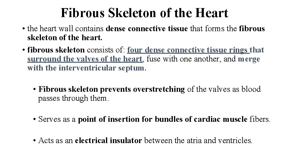 Fibrous Skeleton of the Heart • the heart wall contains dense connective tissue that