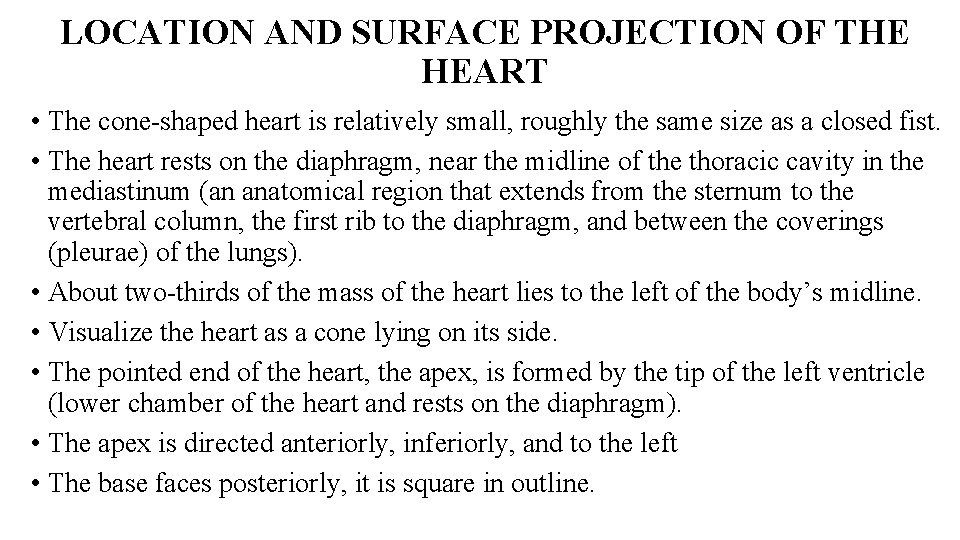 LOCATION AND SURFACE PROJECTION OF THE HEART • The cone-shaped heart is relatively small,