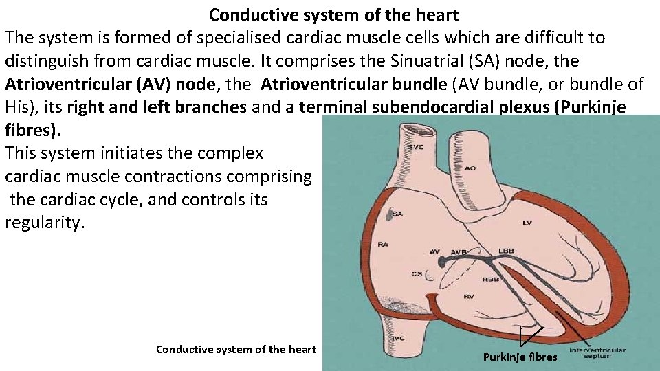 Conductive system of the heart The system is formed of specialised cardiac muscle cells