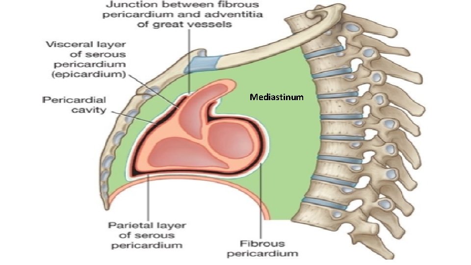 Mediastinum 