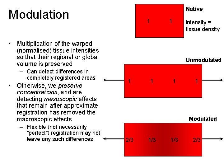 Native Modulation 1 1 intensity = tissue density • Multiplication of the warped (normalised)