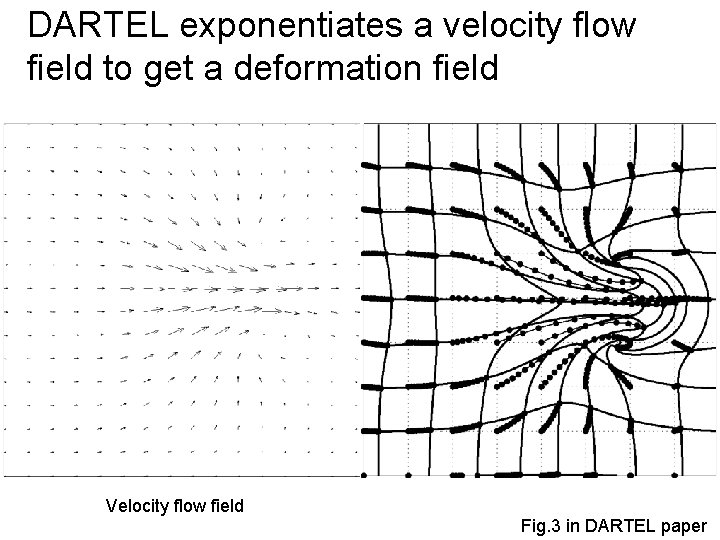 DARTEL exponentiates a velocity flow field to get a deformation field Velocity flow field