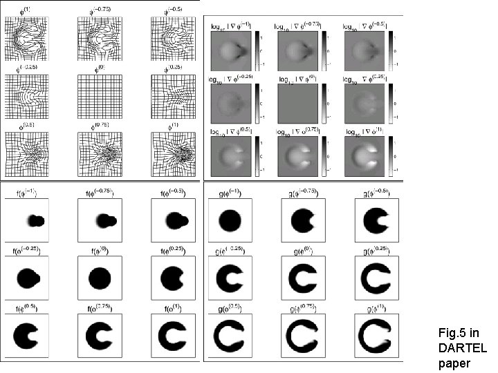 Fig. 5 in DARTEL paper 