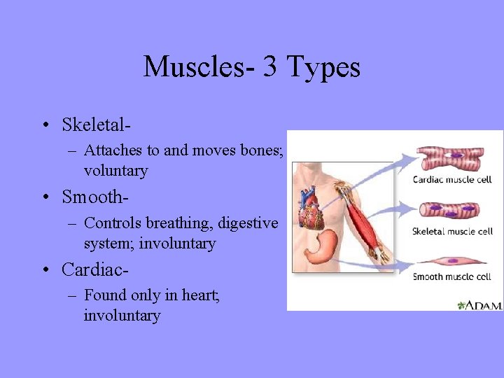 Muscles- 3 Types • Skeletal– Attaches to and moves bones; voluntary • Smooth– Controls