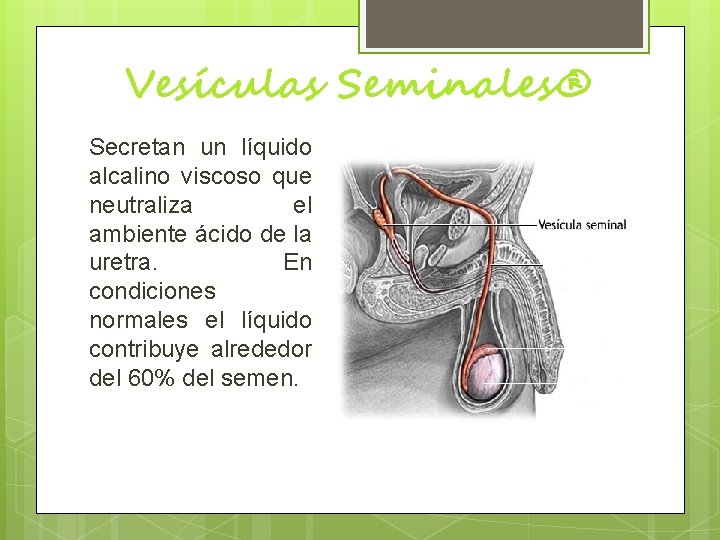 Vesículas Seminales® Secretan un líquido alcalino viscoso que neutraliza el ambiente ácido de la