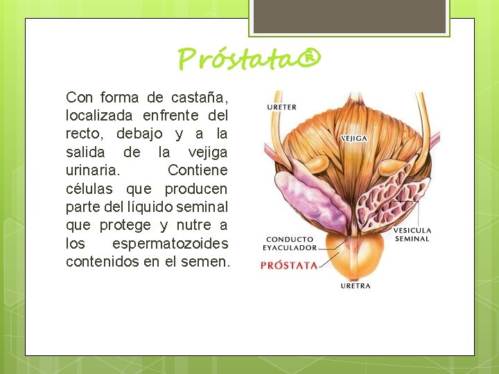Próstata® Con forma de castaña, localizada enfrente del recto, debajo y a la salida