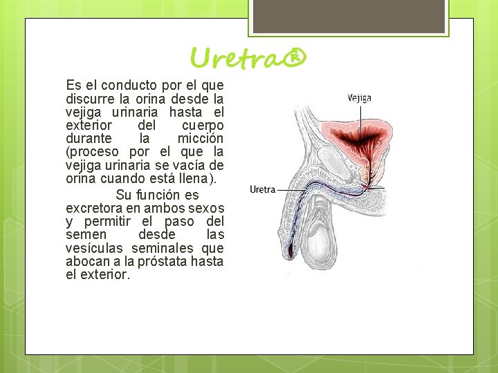 Uretra® Es el conducto por el que discurre la orina desde la vejiga urinaria