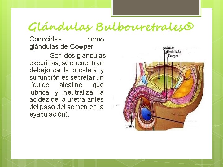 Glándulas Bulbouretrales® Conocidas como glándulas de Cowper. Son dos glándulas exocrinas, se encuentran debajo