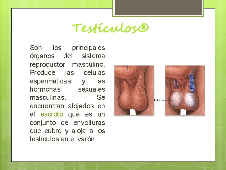 Testículos® Son los principales órganos del sistema reproductor masculino. Produce las células espermáticas y